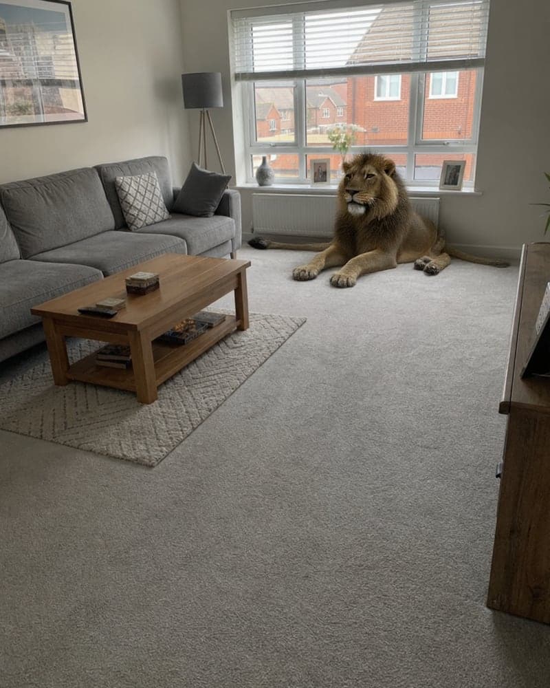 Un lion dans le salon : avant et après transformation